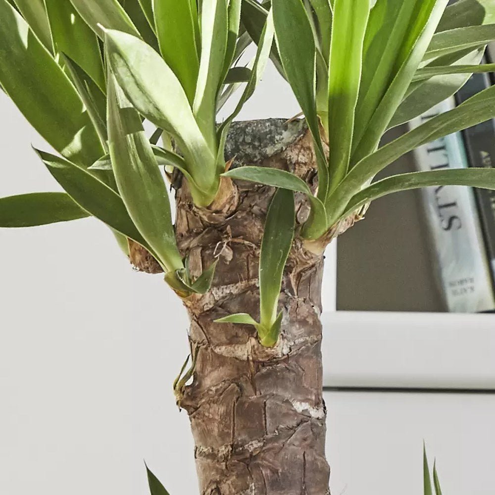 Arborele Vietii (Yucca Elephantipes) - 130 cm