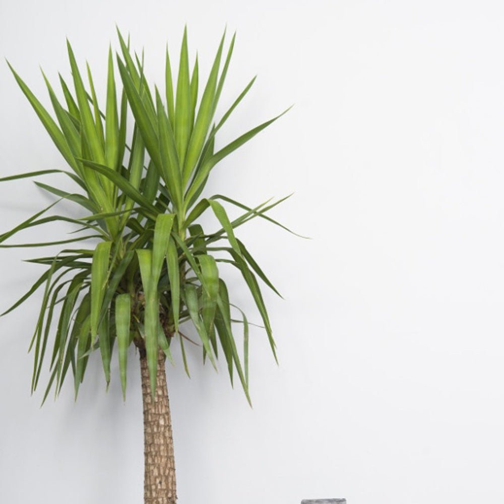 Arborele Vietii (Yucca Elephantipes) - 130 cm