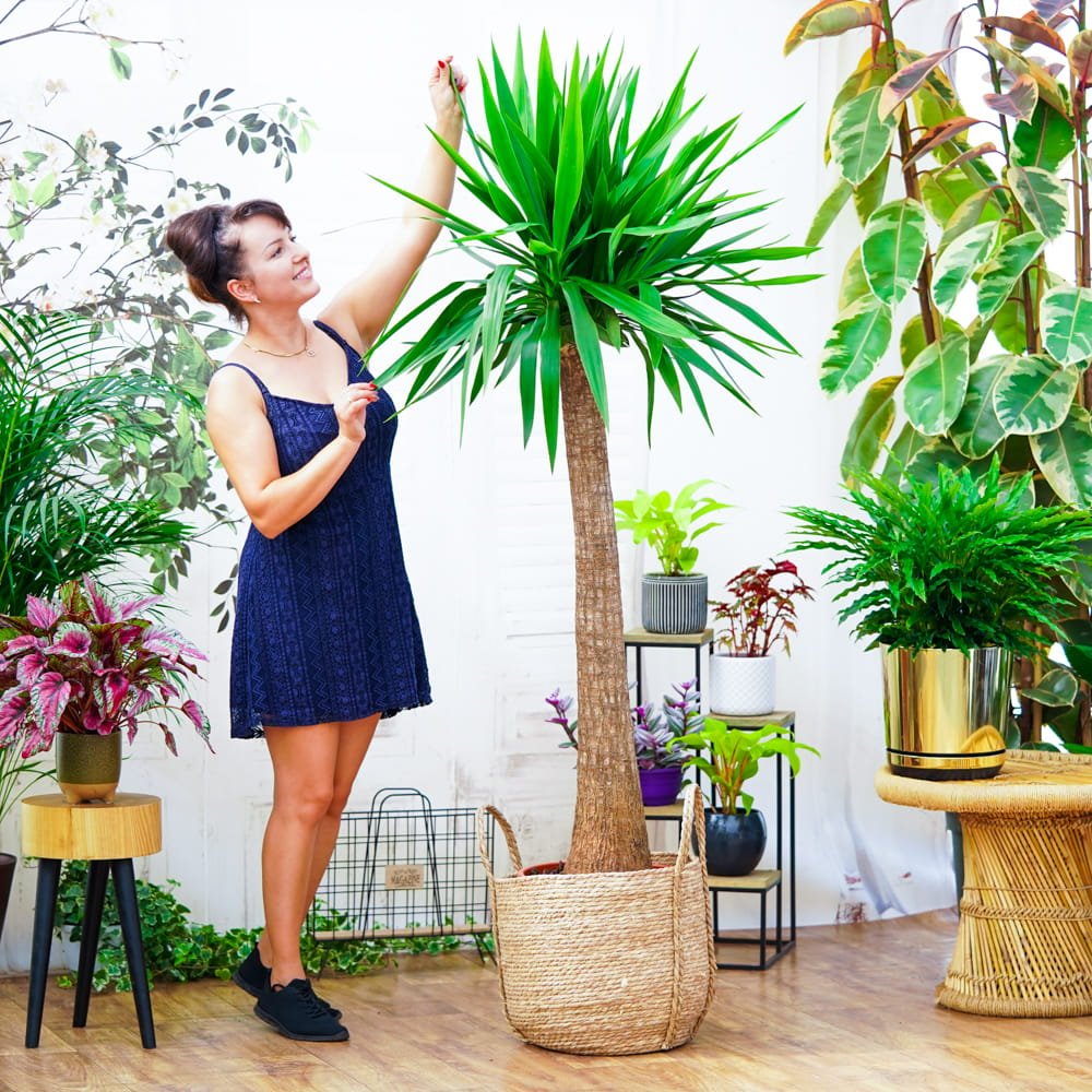 Arborele Vietii (Yucca Elephantipes) - 135 cm