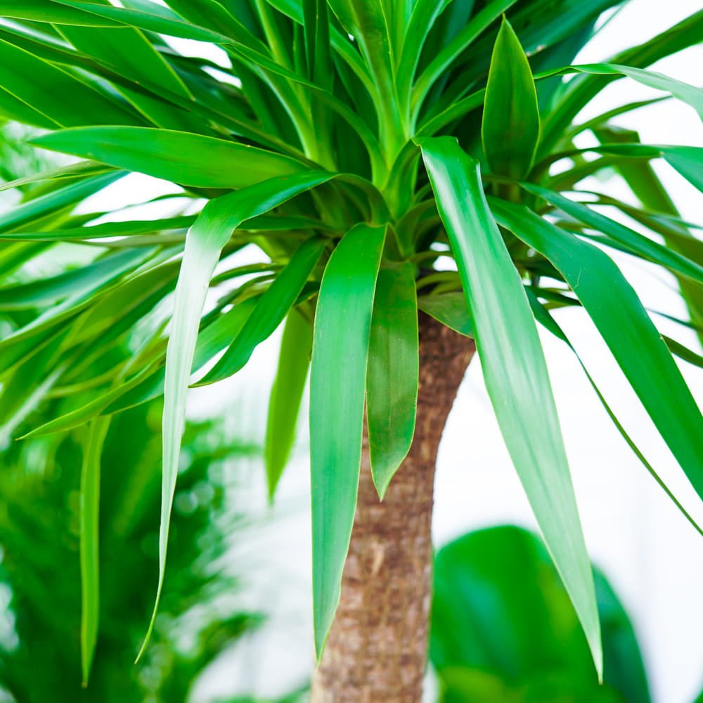 Arborele Vietii (Yucca Elephantipes) - 135 cm