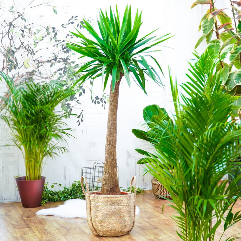 Arborele Vietii (Yucca Elephantipes) - 135 cm