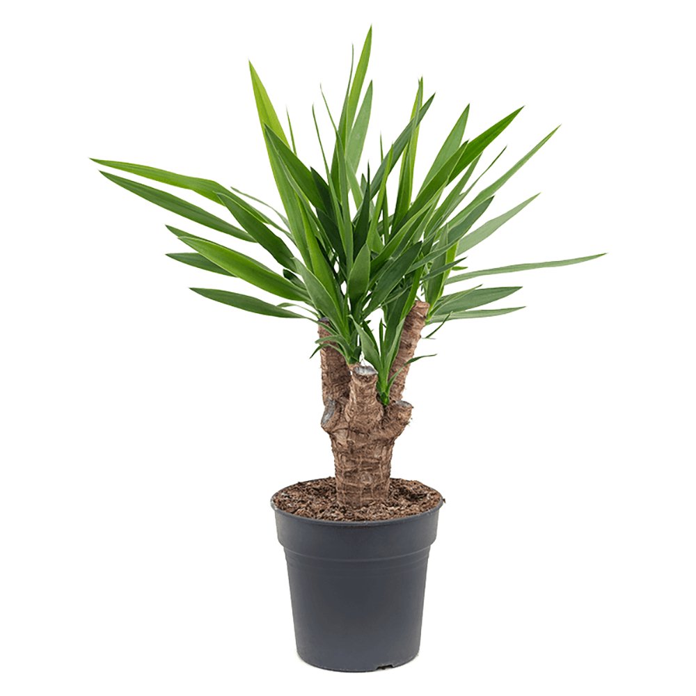 Arborele Vietii (Yucca Elephantipes) - 55 cm