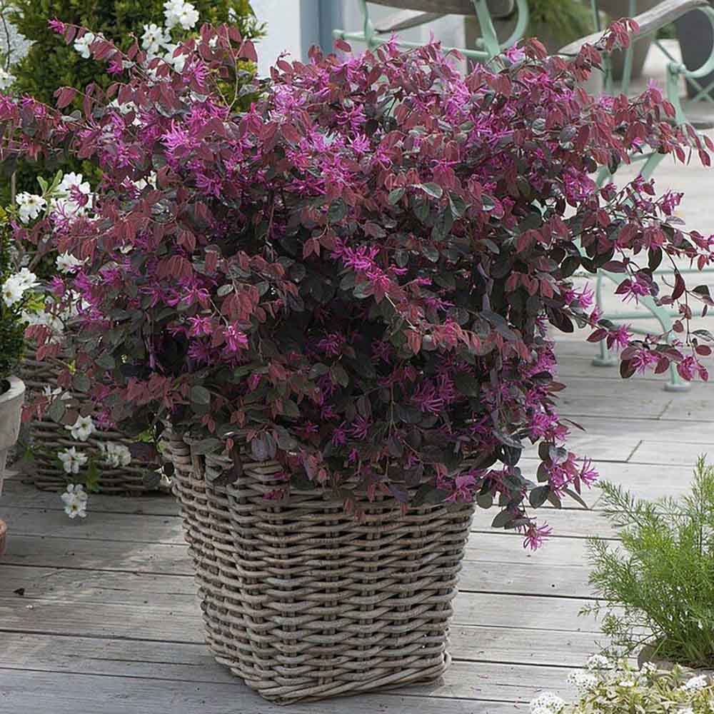 Arbust Chinezesc roz-purpuriu Loropetalum Fire Dance