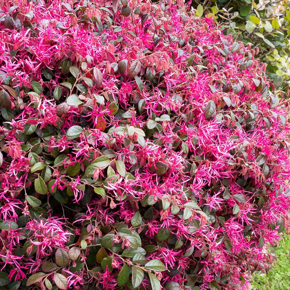 Arbust Chinezesc roz-purpuriu Loropetalum Fire Dance