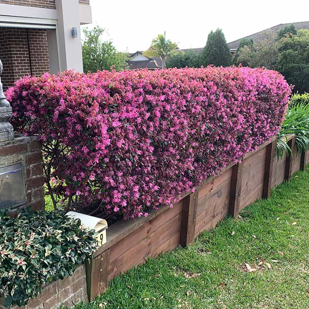 Arbust Chinezesc roz-purpuriu Loropetalum Fire Dance