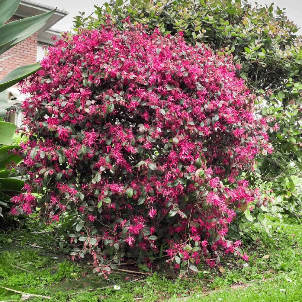 Arbust Chinezesc roz-purpuriu Loropetalum Fire Dance