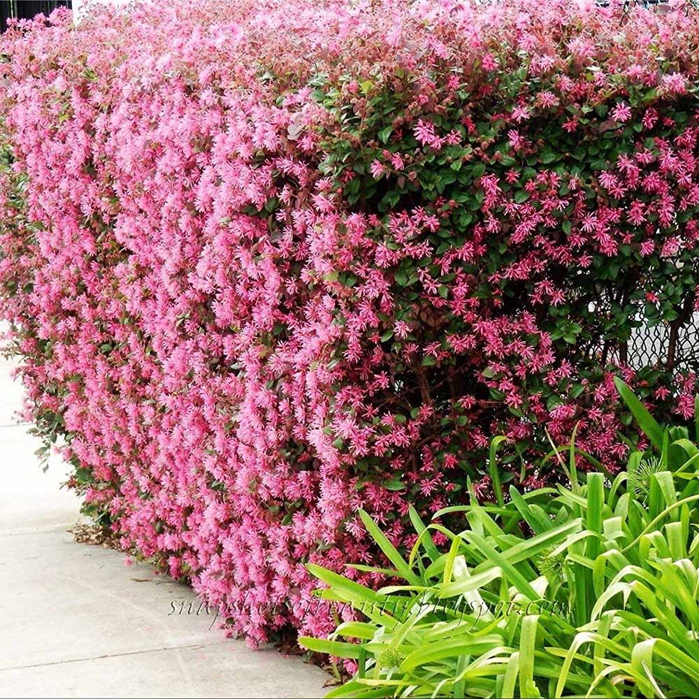 Arbust Chinezesc roz-purpuriu Loropetalum Fire Dance