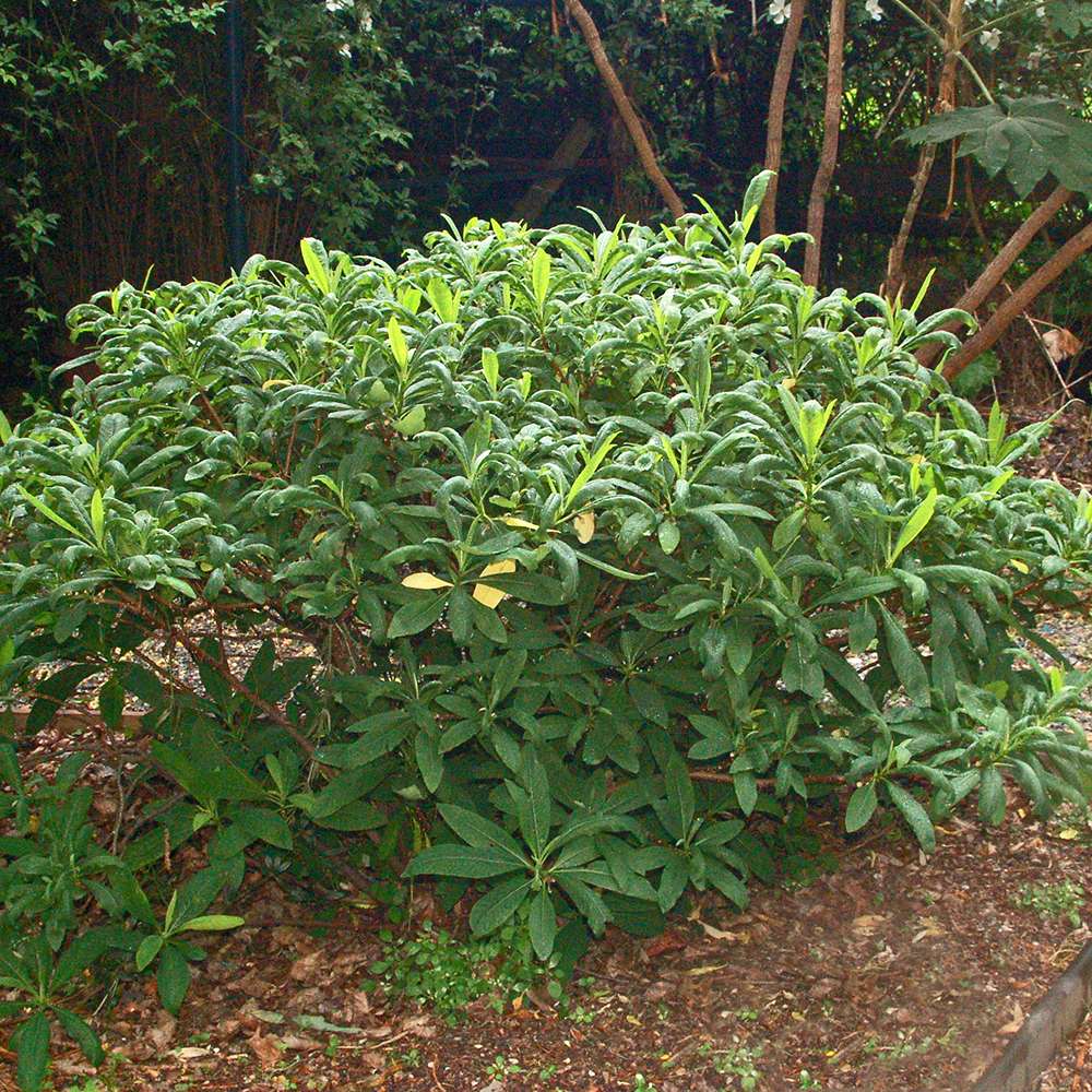 Arbust de hartie Edgeworthia Grandiflora- parfum intens
