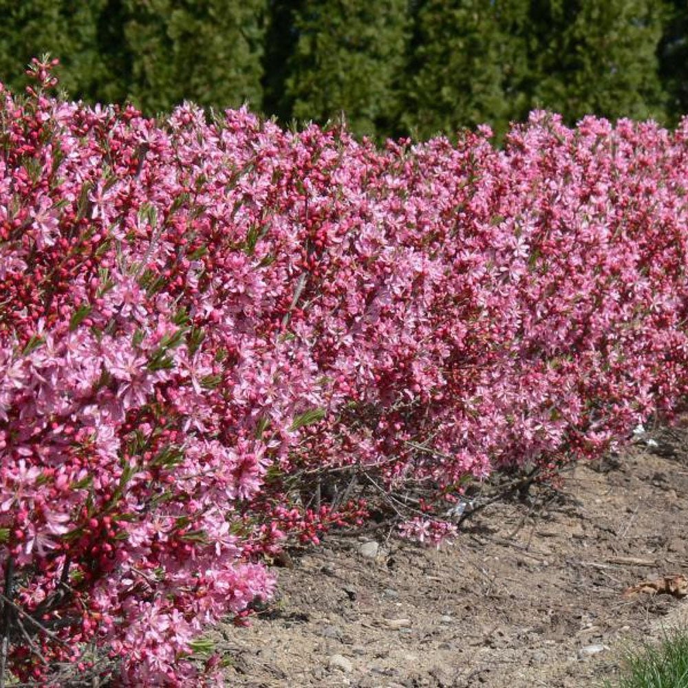 Migdal Pitic Fire Hill