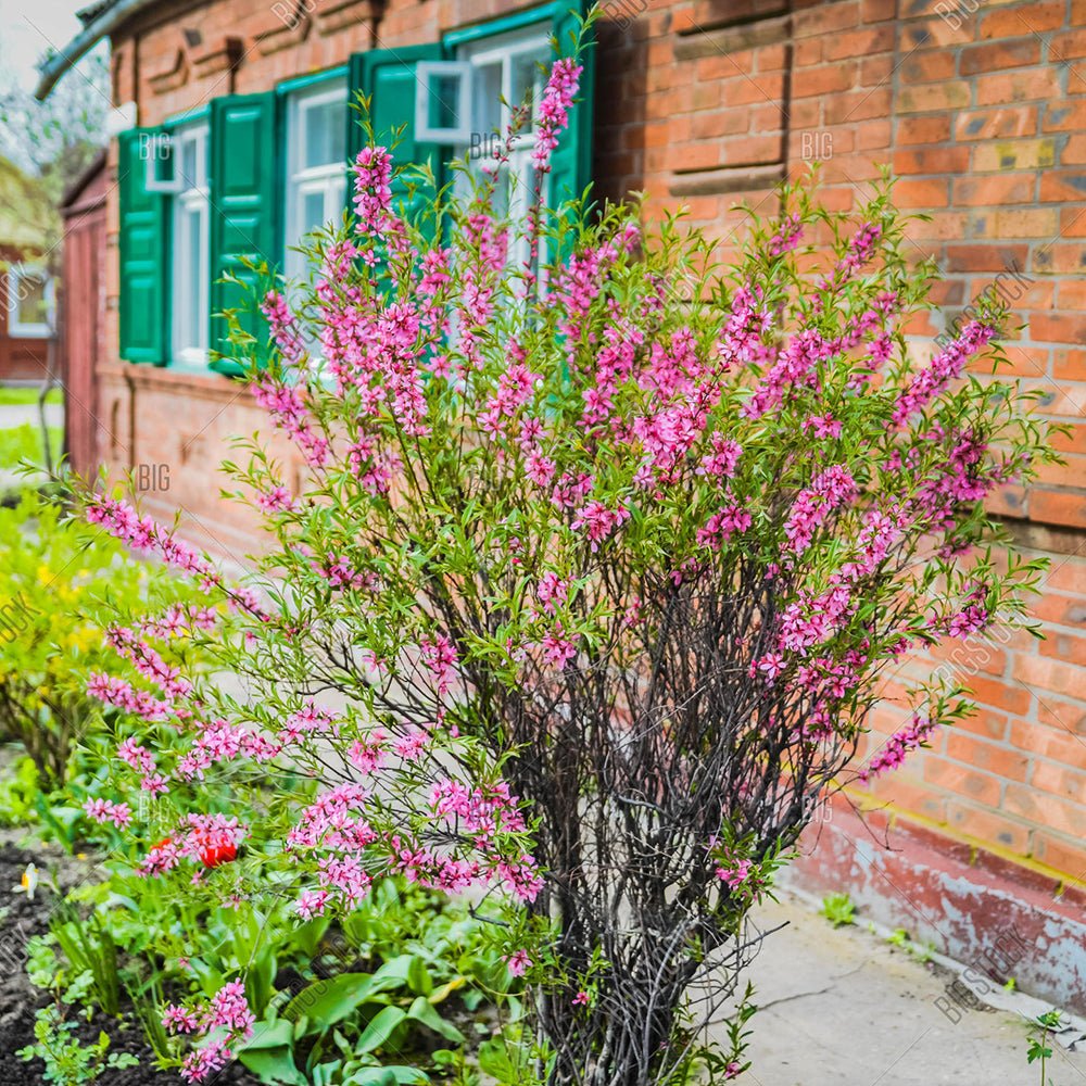 Migdal Pitic Fire Hill