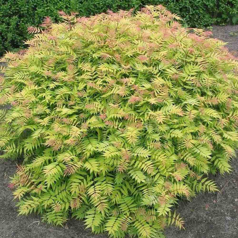 Arbust Sorbaria sorbifolia Sem, cu culorile schimbatoare