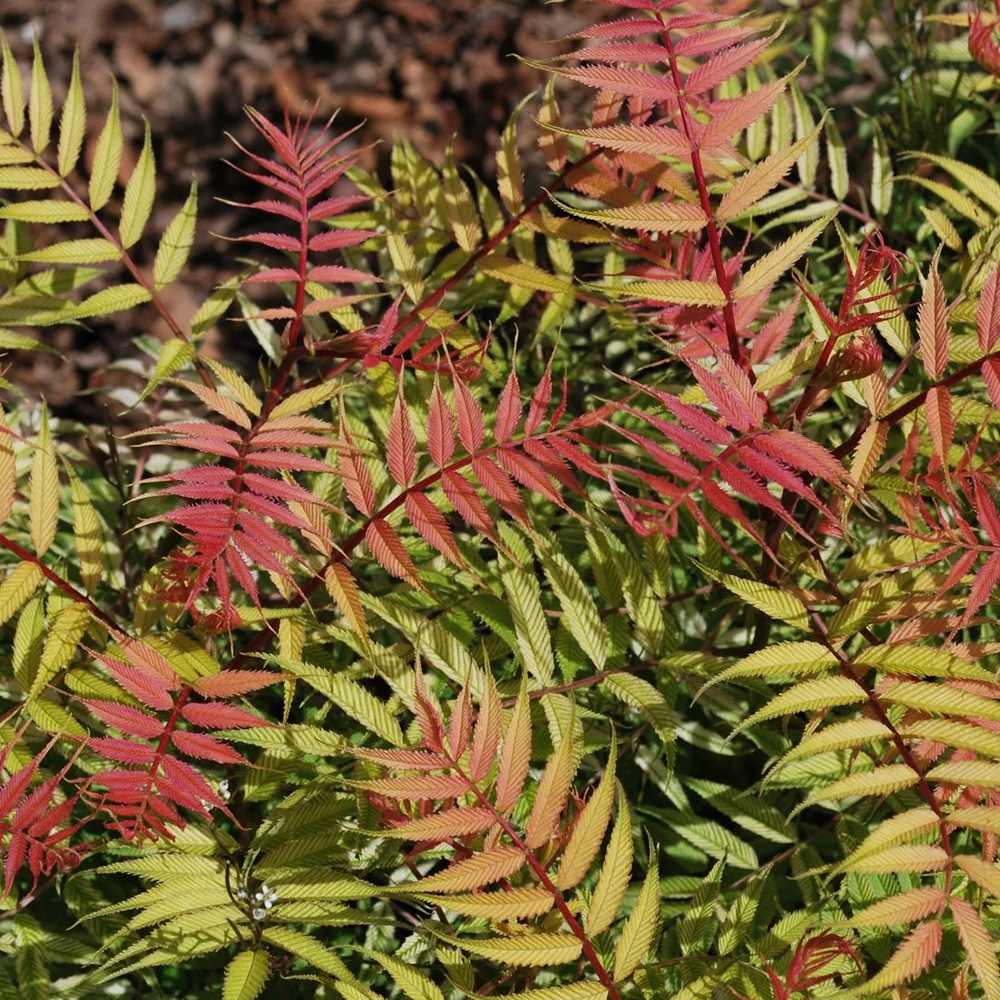 Arbust Sorbaria sorbifolia Sem, cu culorile schimbatoare