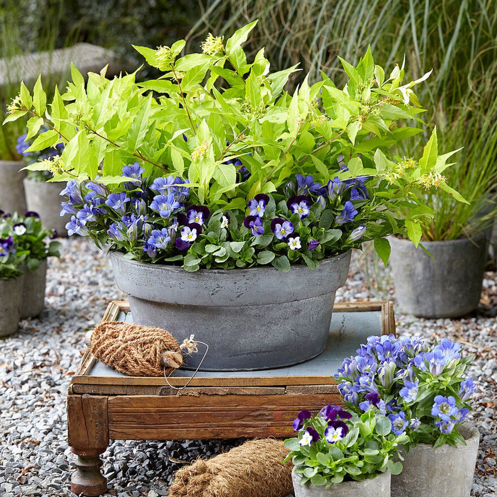 Arbustul Albinelor (Diervilla Rivularis)