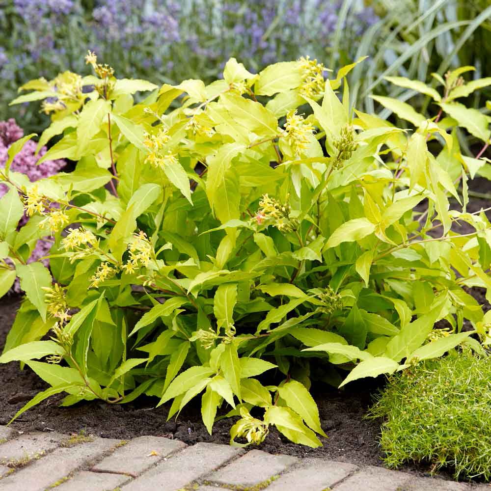 Arbustul Albinelor (Diervilla Rivularis)