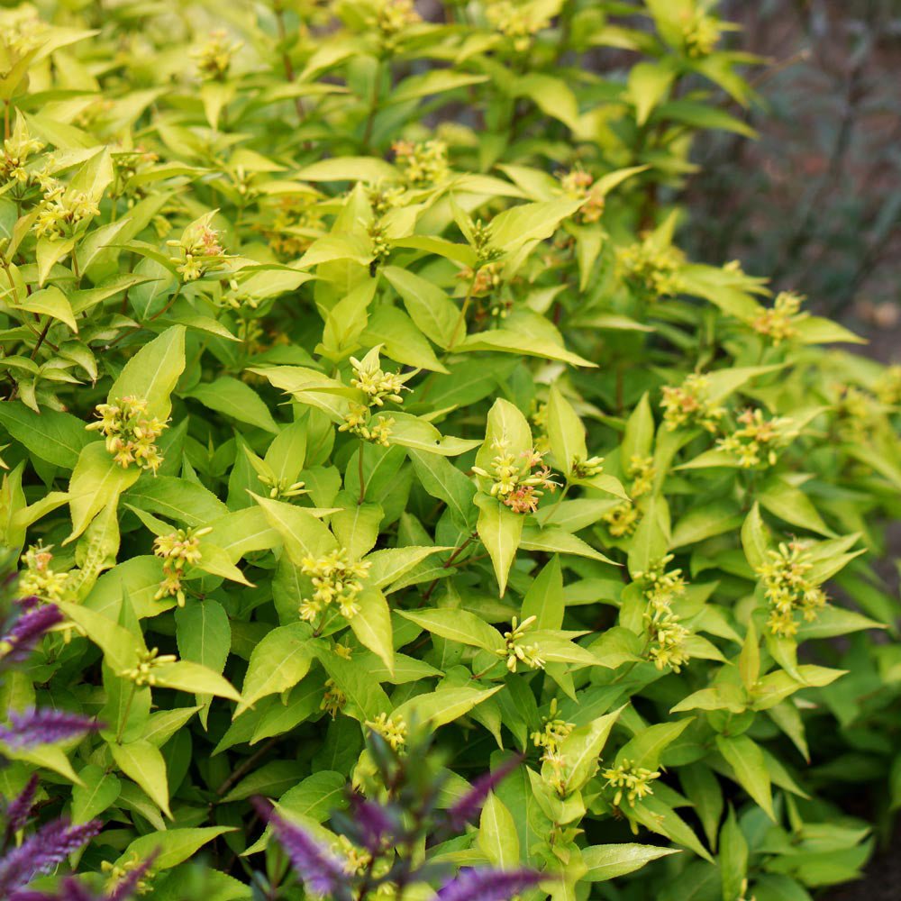 Arbustul Albinelor (Diervilla Rivularis)