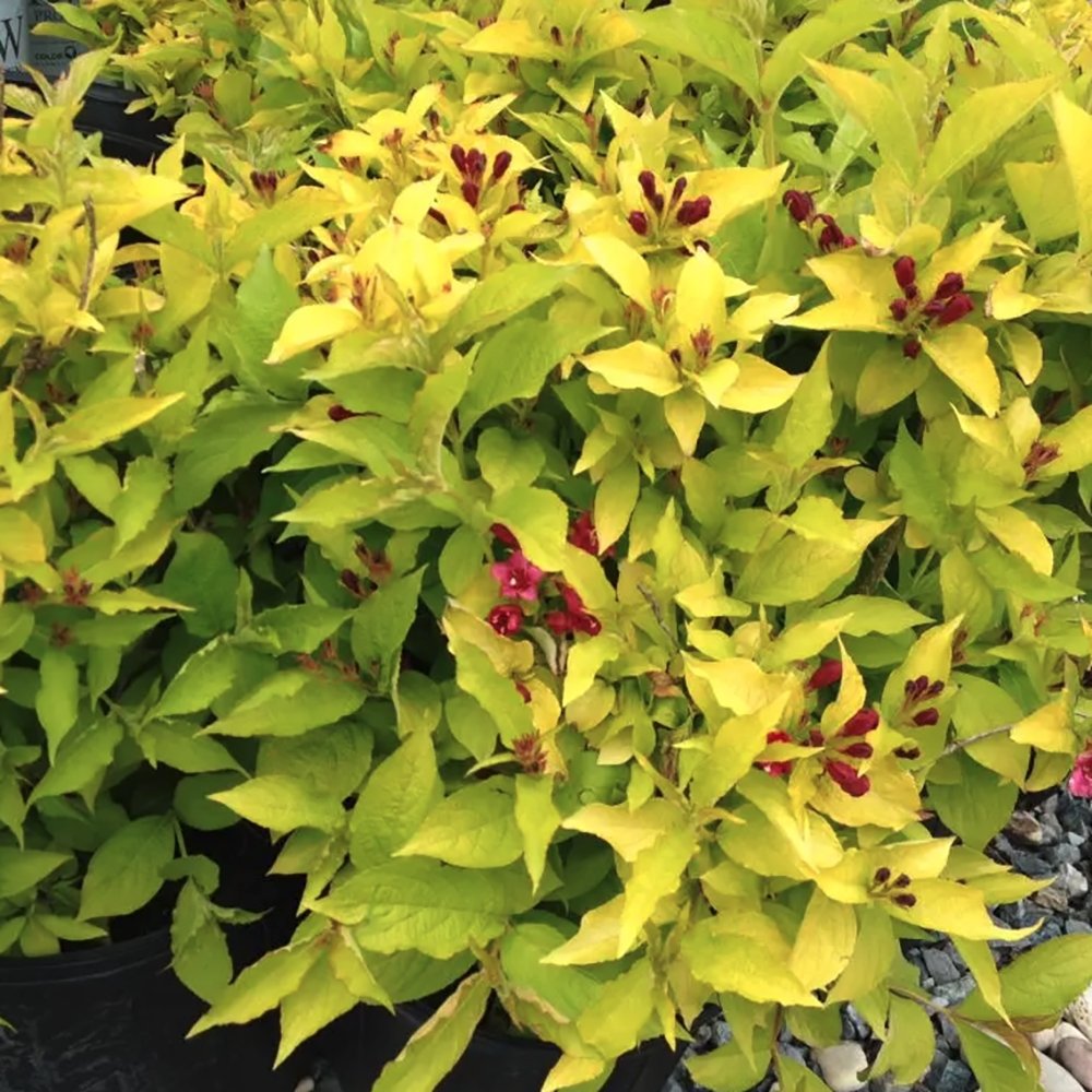 Arbustul Albinelor (Diervilla Rivularis)