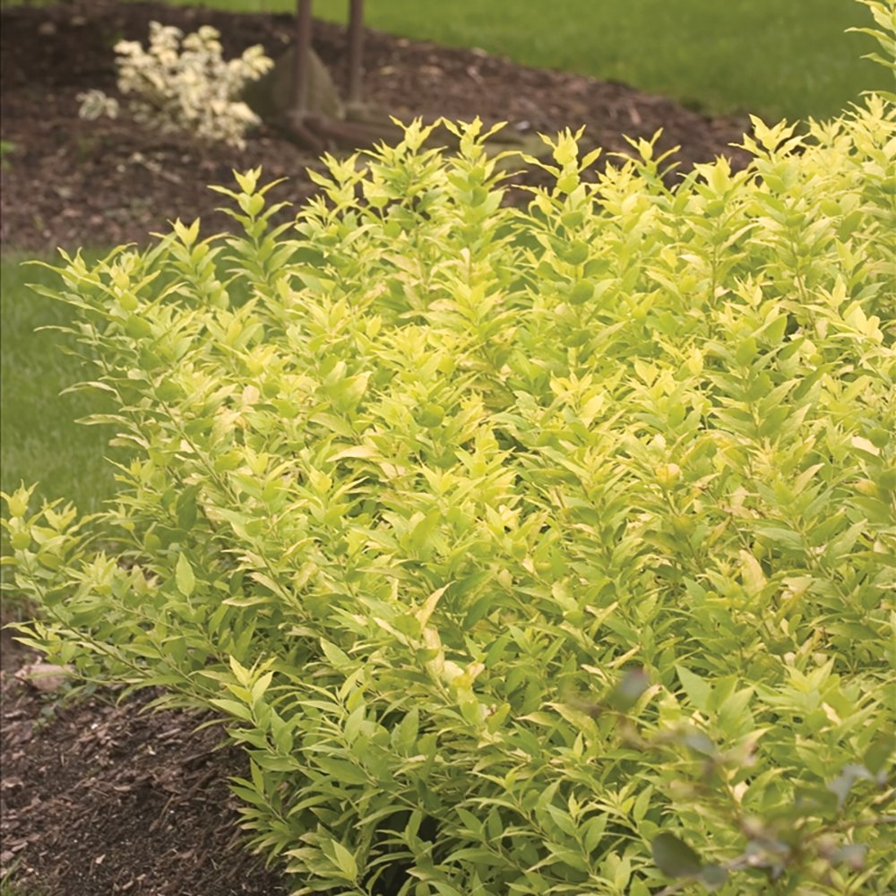 Arbustul Albinelor (Diervilla Rivularis)