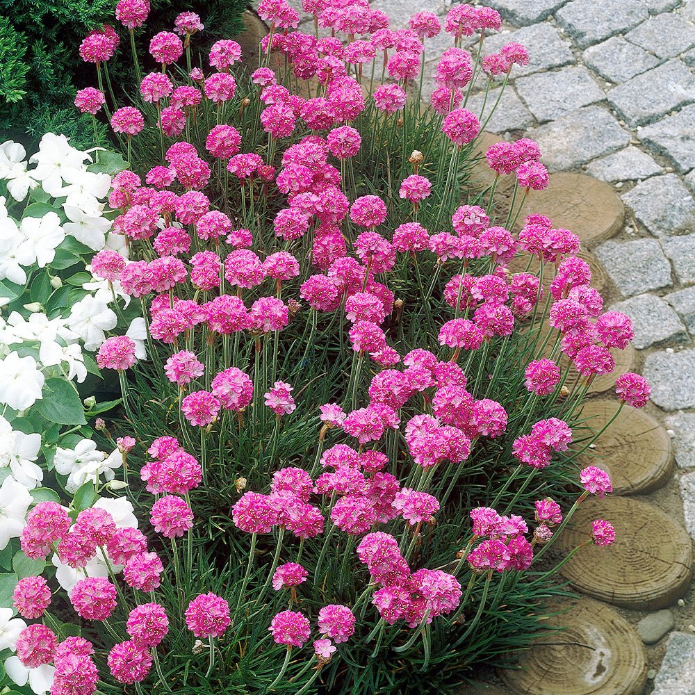 Armeria Abbey Deep Rose