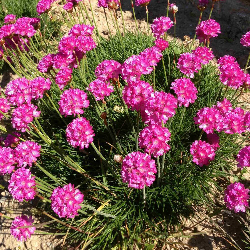 Armeria Abbey Deep Rose