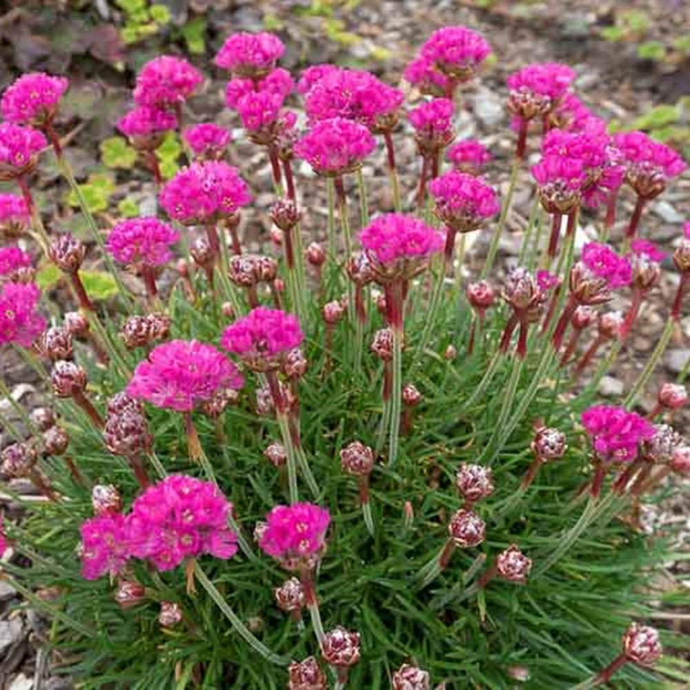 Armeria Dusseldorfer Stolz