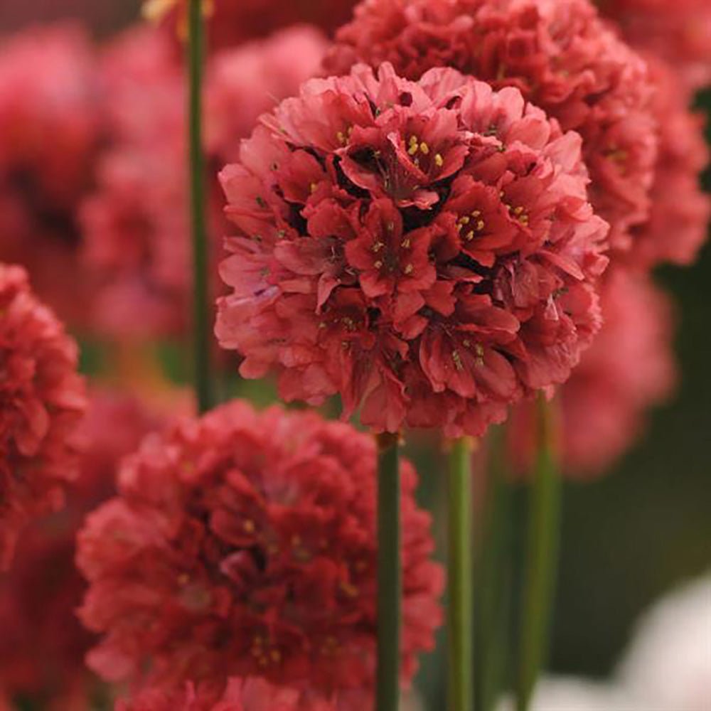 Armeria Red Ballerina