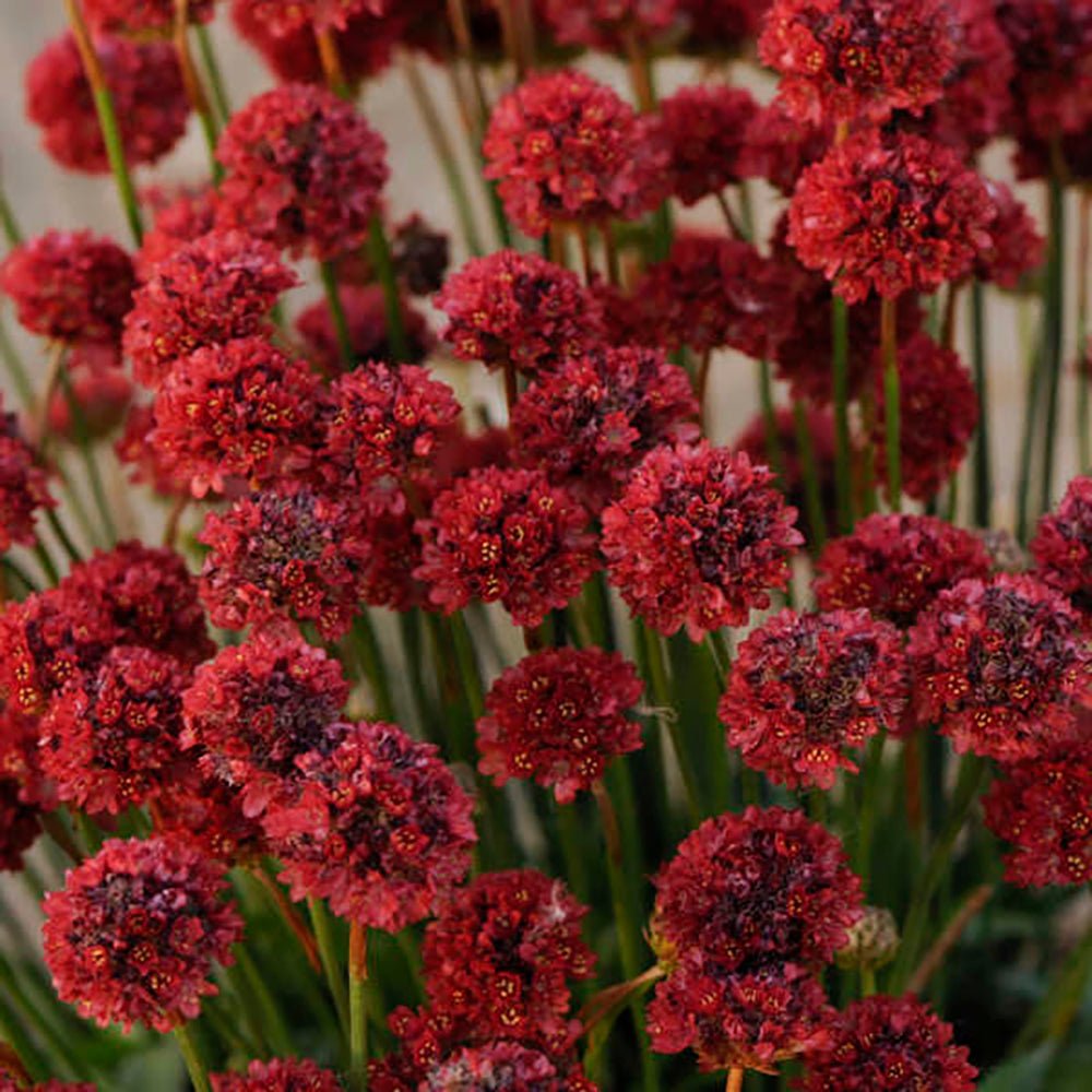 Armeria Red Ballerina