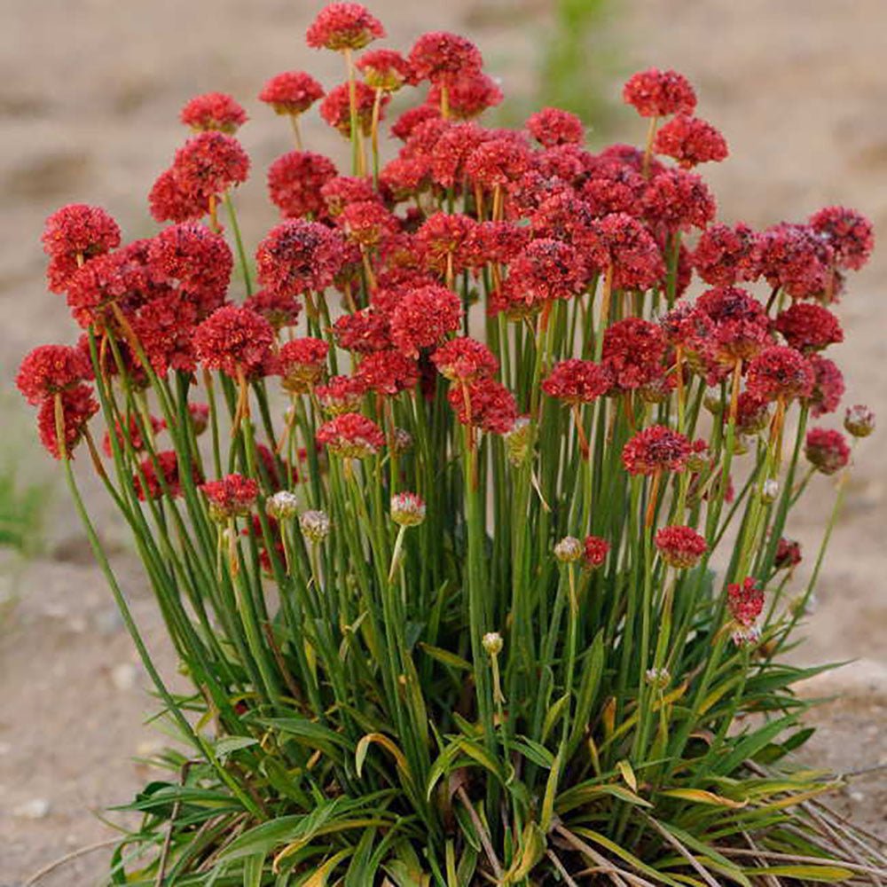 Armeria Red Ballerina