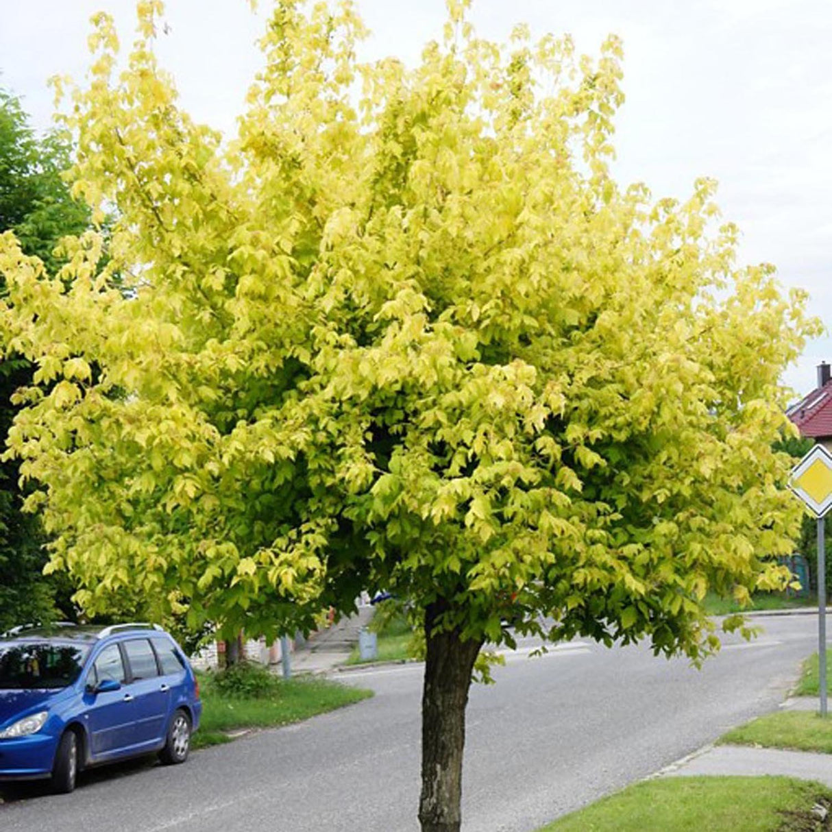 Artar American Kellys Gold, cu frunzis auriu