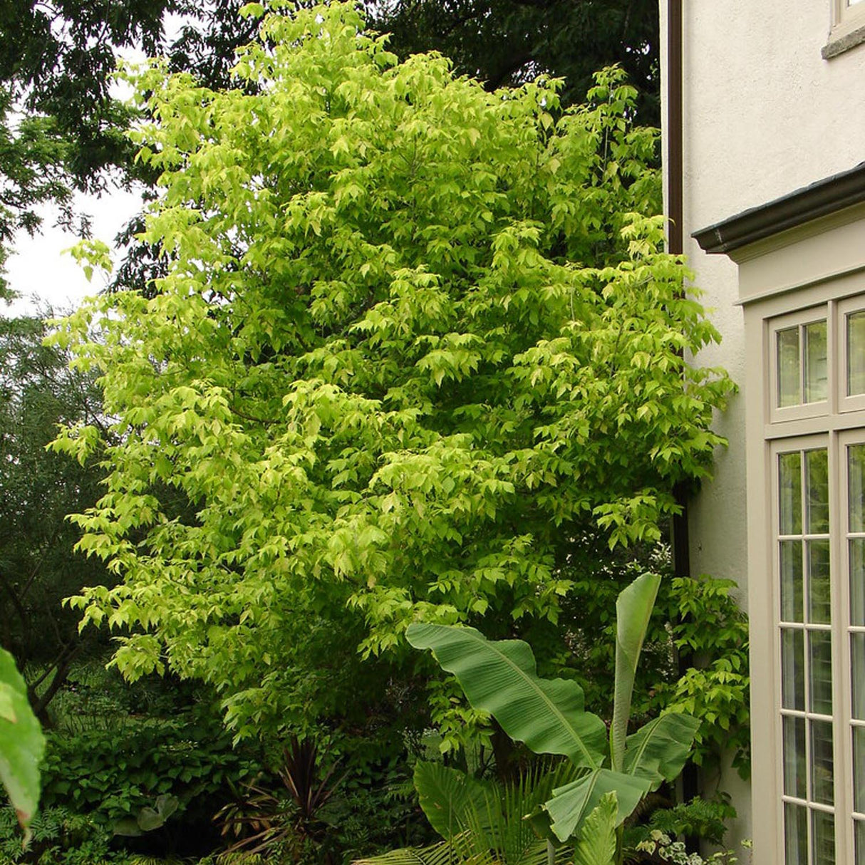 Artar American Kellys Gold, cu frunzis auriu