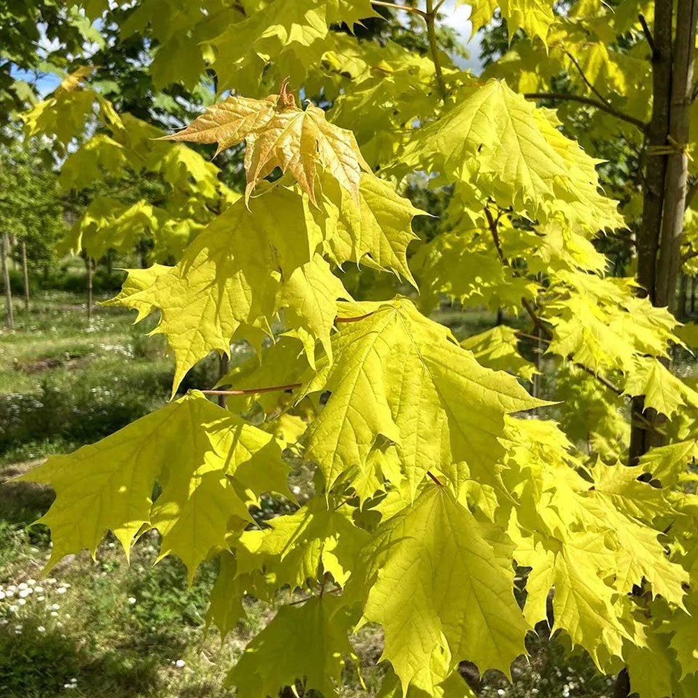 Artar American Kellys Gold, cu frunzis auriu