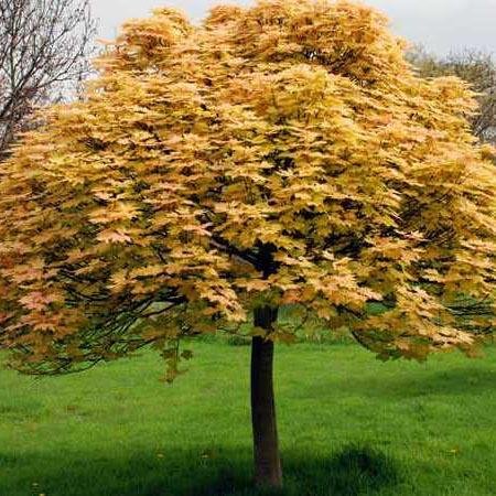 Artar Brilliantissimum, cu frunzis roz-somon, colorit de toamna