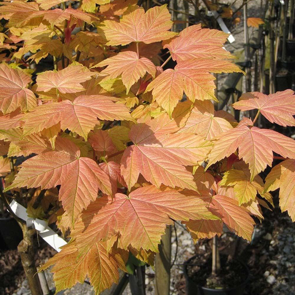 Artar Brilliantissimum, cu frunzis roz-somon, colorit de toamna