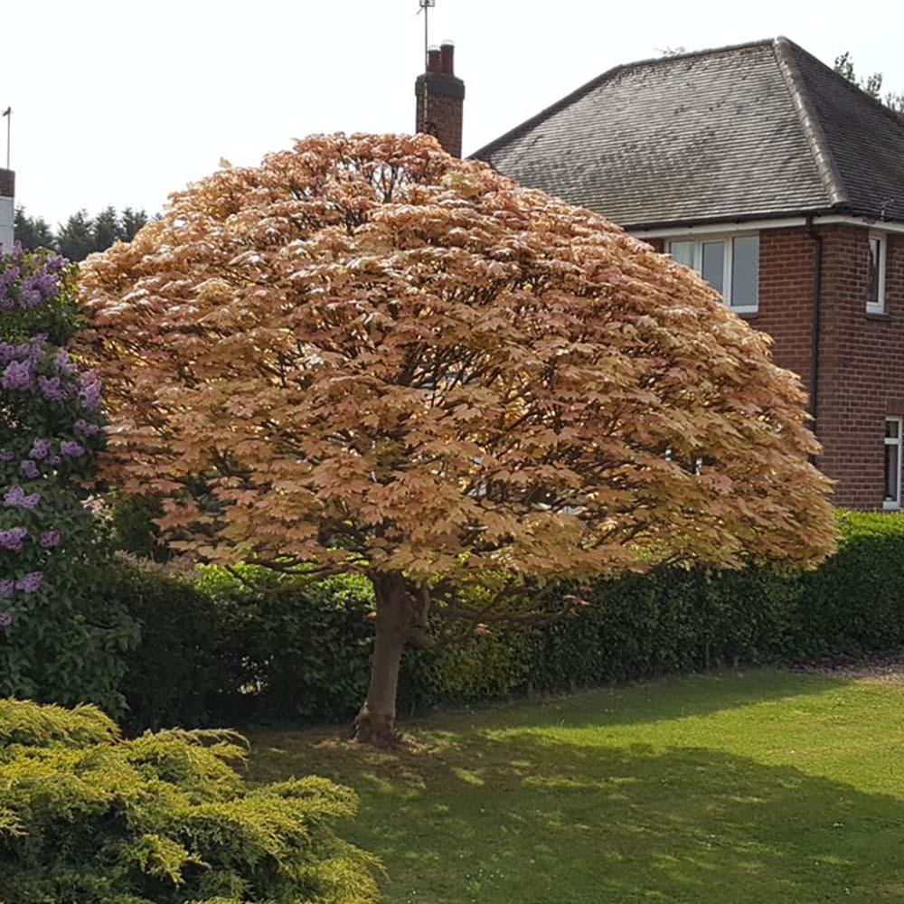 Artar Brilliantissimum, cu frunzis roz-somon, colorit de toamna