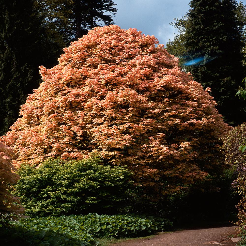 Artar Brilliantissimum, cu frunzis roz-somon, colorit de toamna