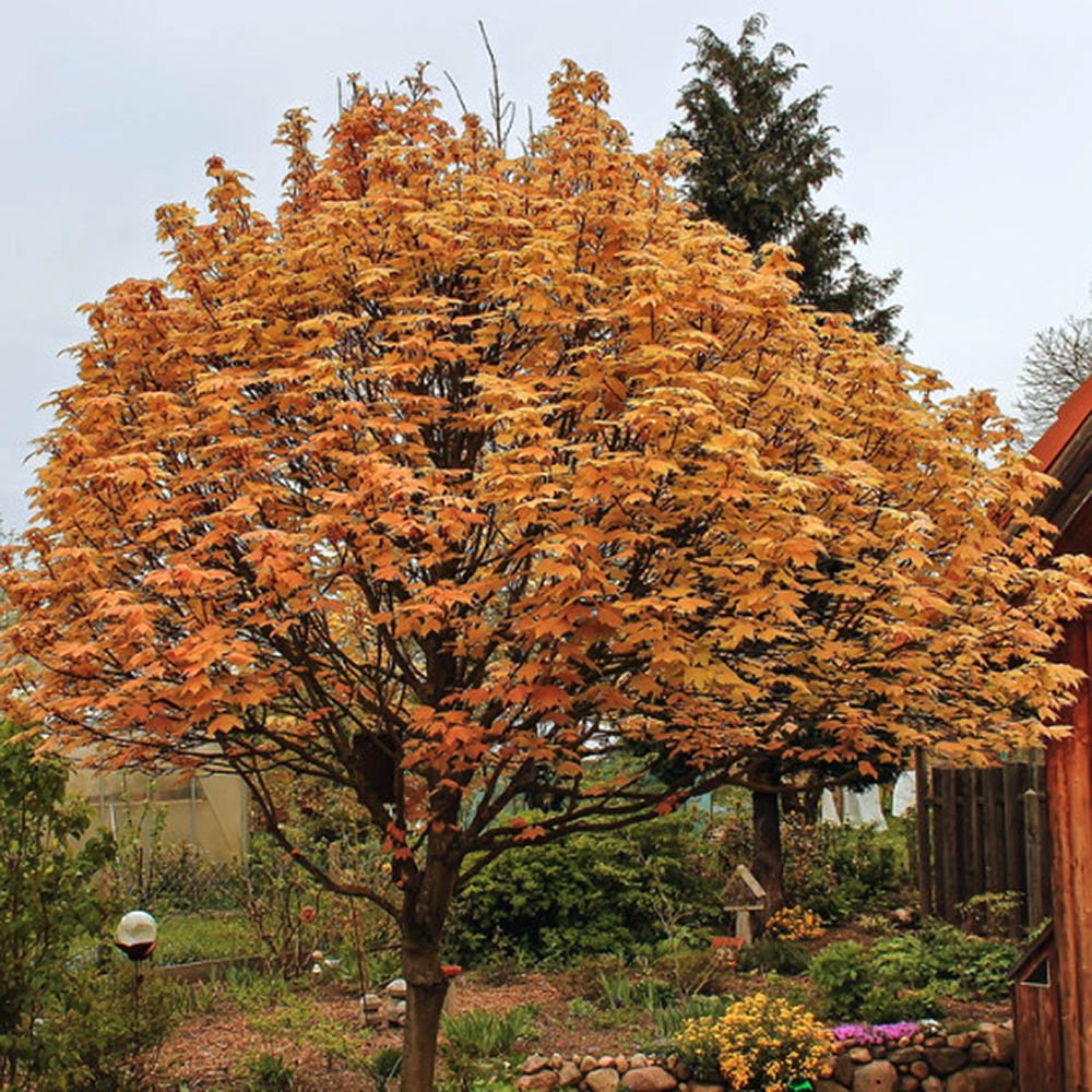 Artar Brilliantissimum, cu frunzis roz-somon, colorit de toamna