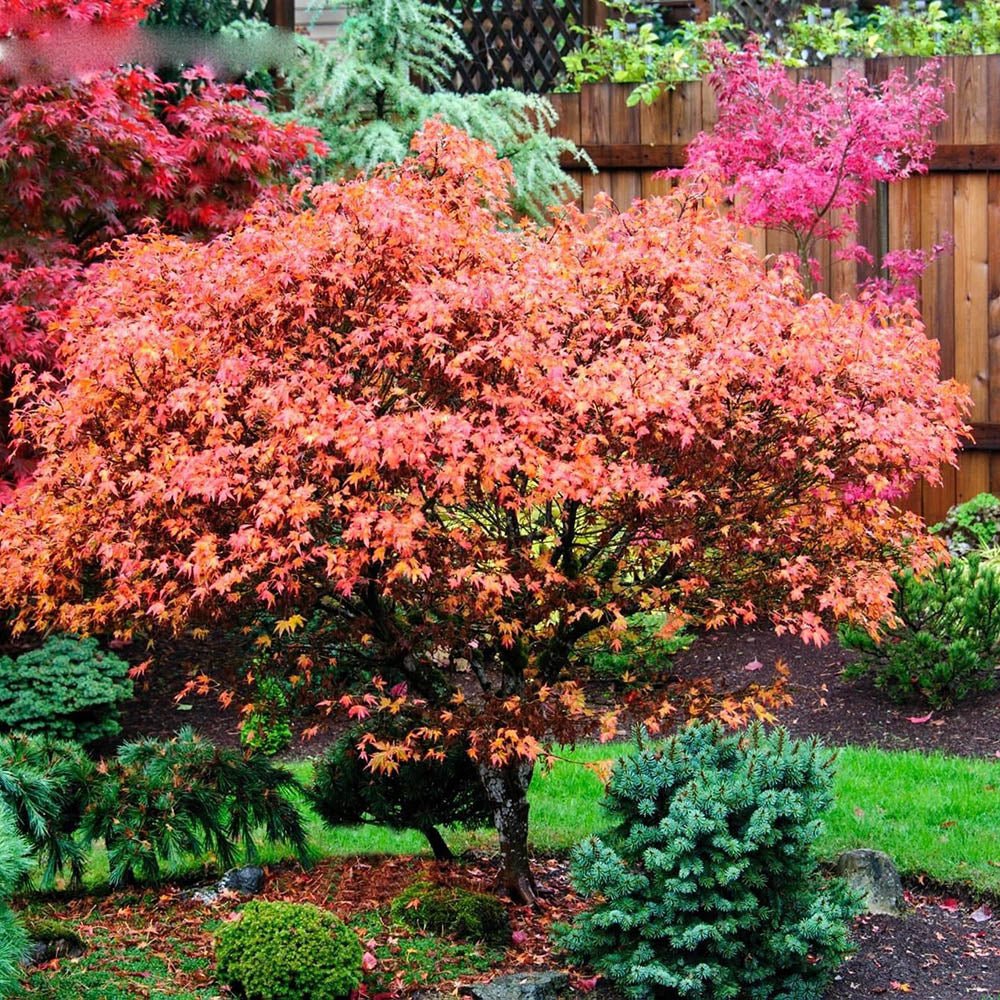 Artar Japonez Aratama, cu frunzis rosu-caramiziu