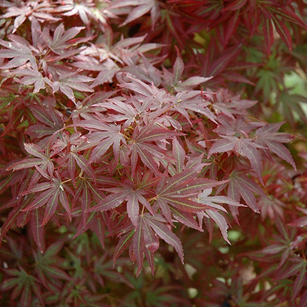 Artar Japonez Aratama, cu frunzis rosu-caramiziu