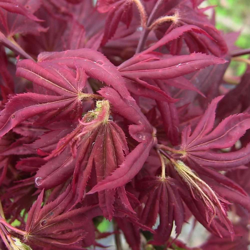 Artar Japonez Aratama, cu frunzis rosu-caramiziu