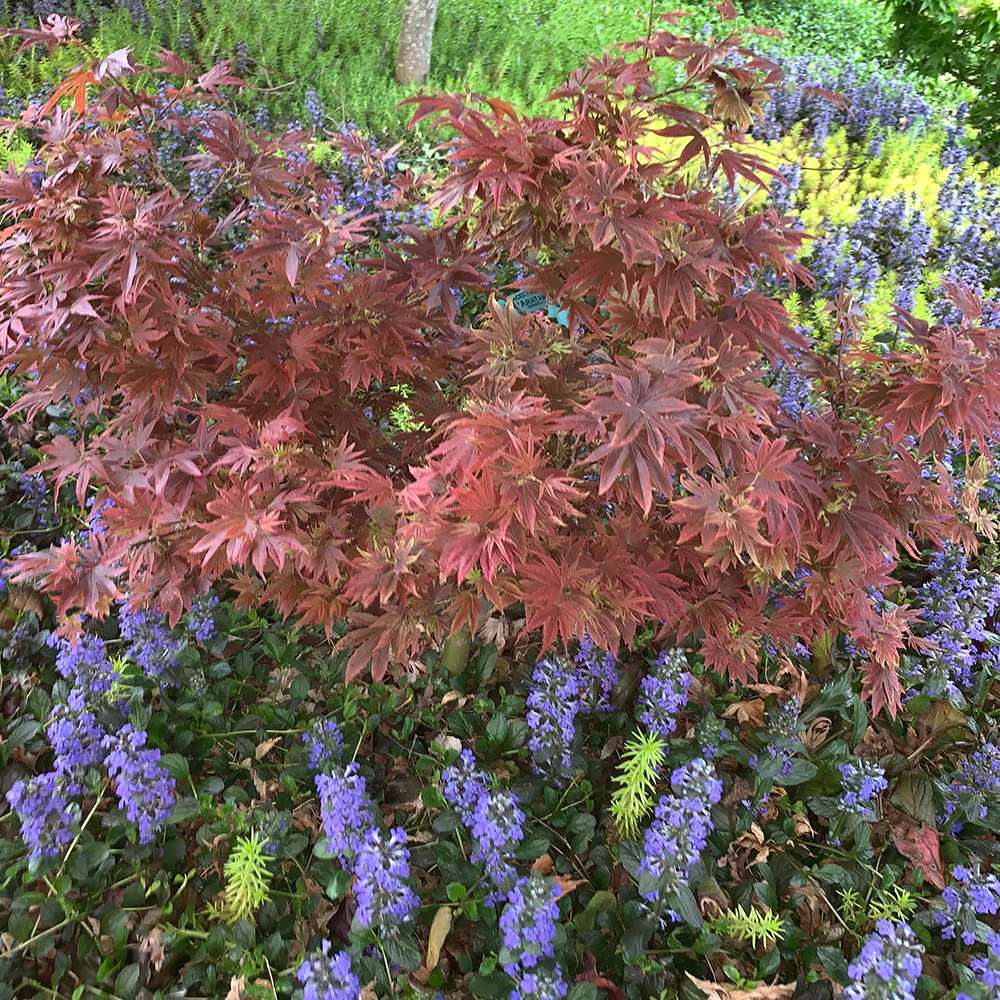 Artar Japonez Aratama, cu frunzis rosu-caramiziu