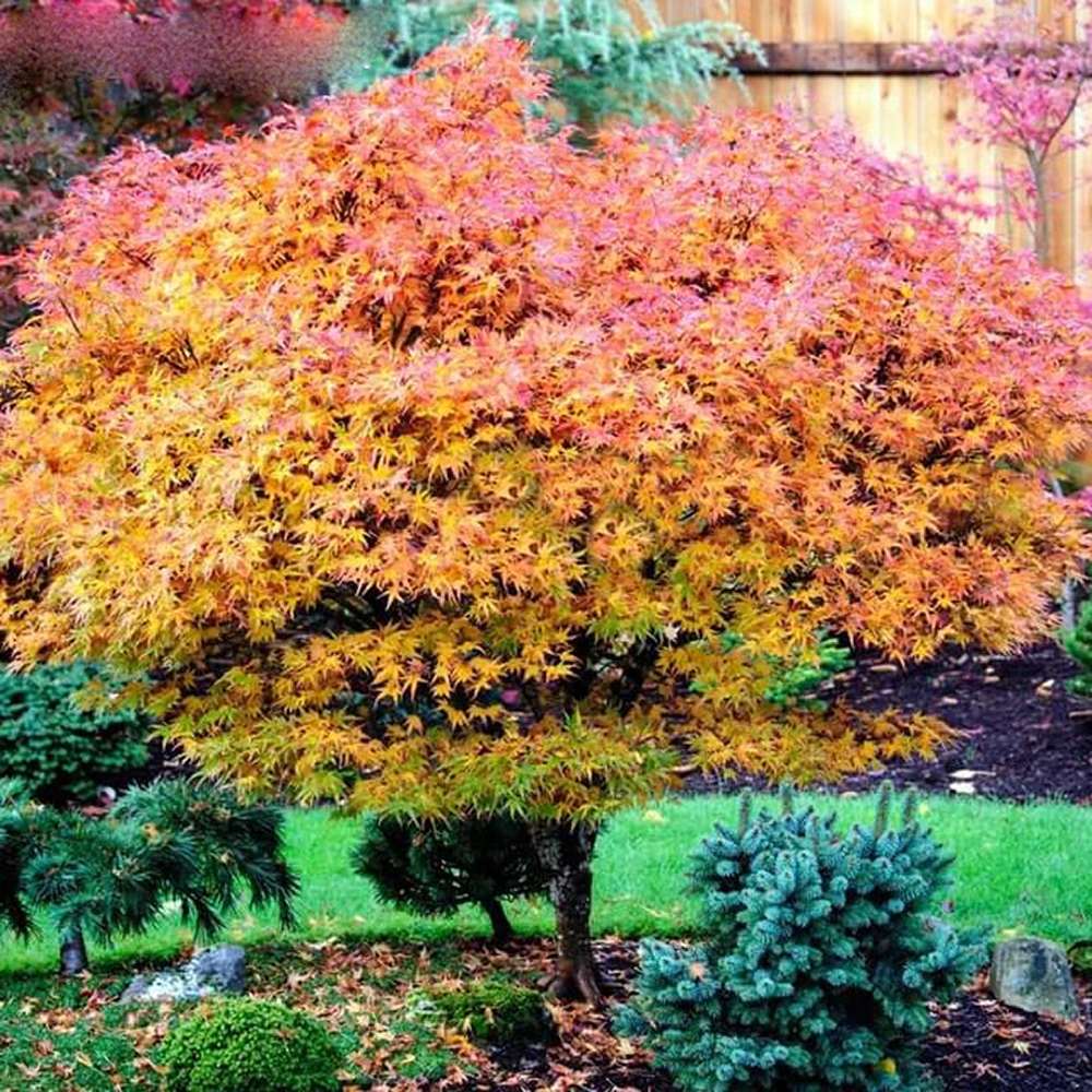 Artar Japonez Aratama, cu frunzis rosu-caramiziu