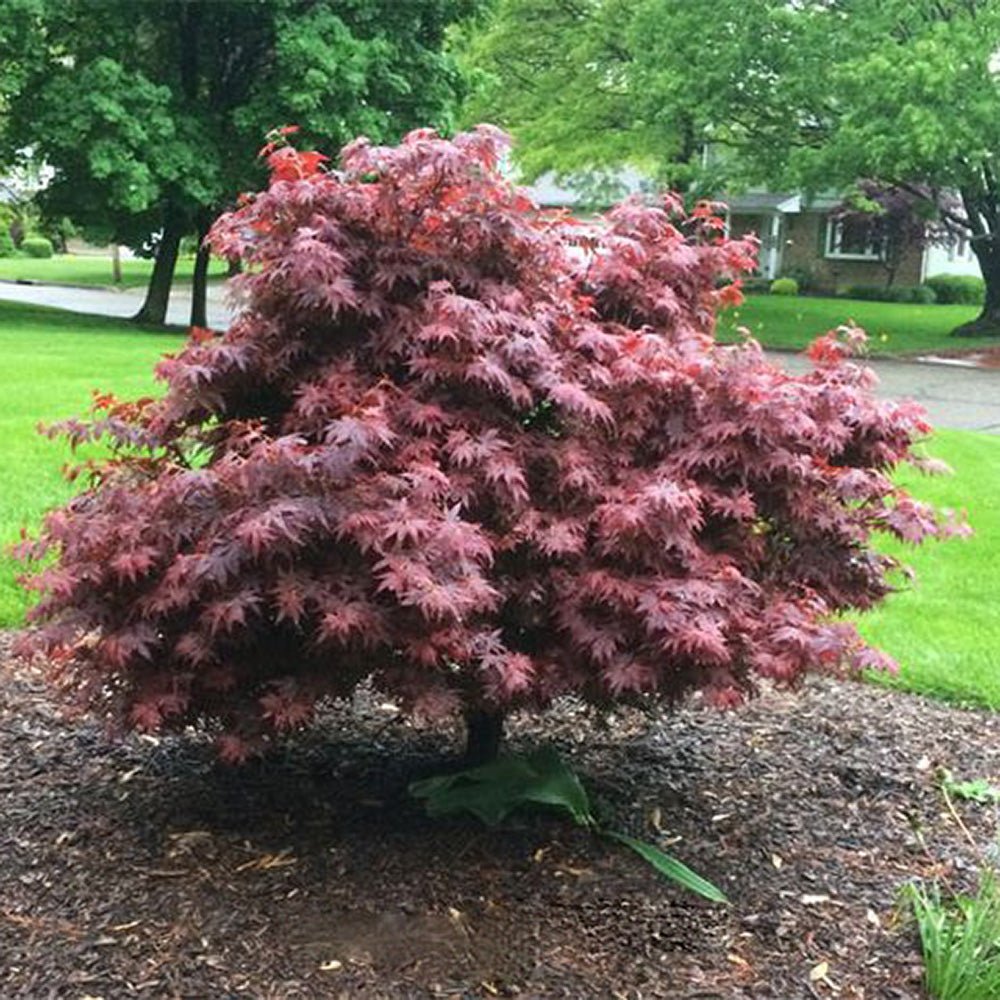 Artar Japonez Aratama, cu frunzis rosu-caramiziu