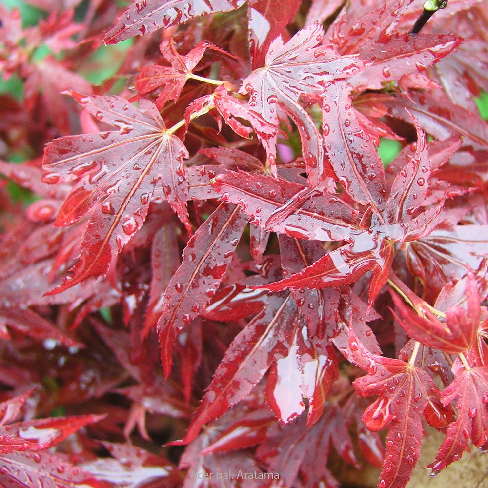 Artar Japonez Aratama, cu frunzis rosu-caramiziu
