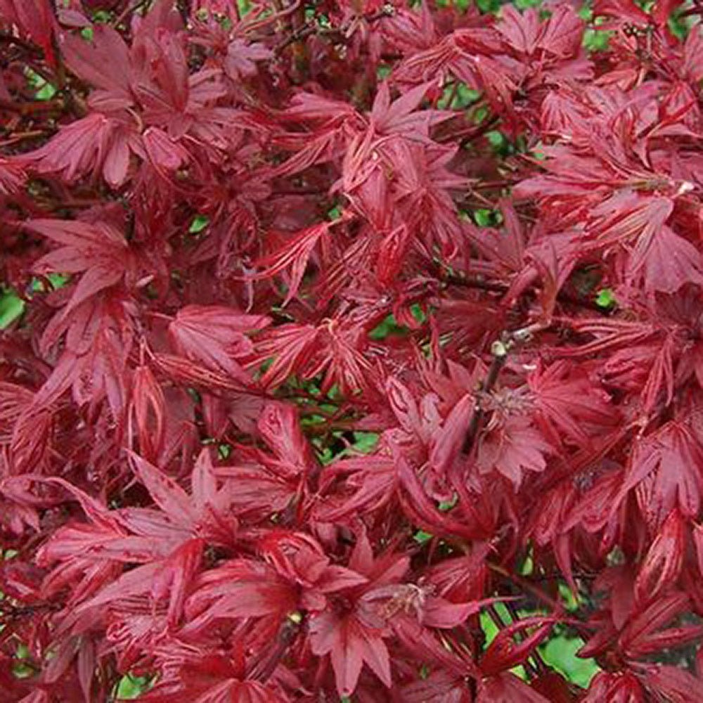 Artar Japonez Aratama, cu frunzis rosu-caramiziu