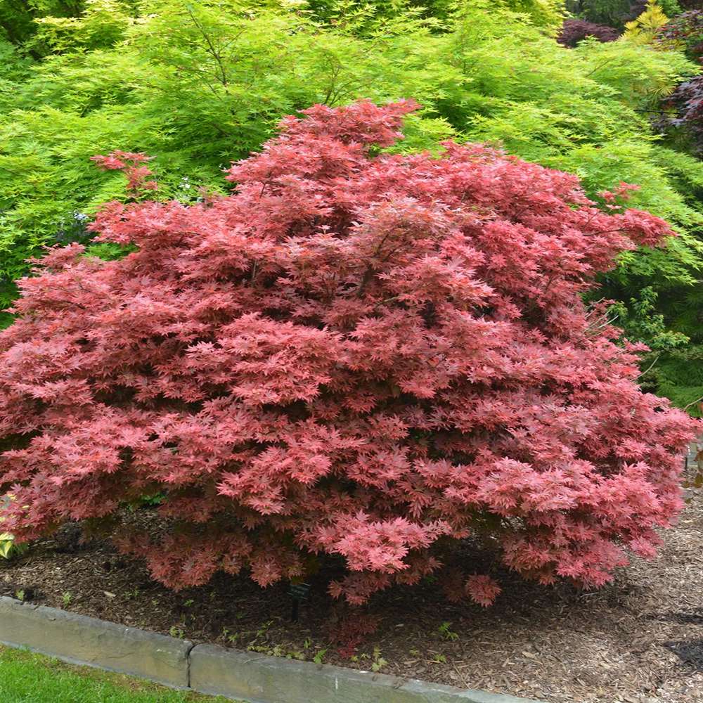 Artar Japonez Aratama, cu frunzis rosu-caramiziu