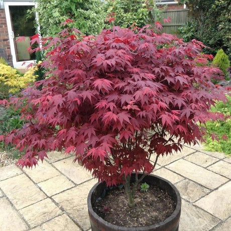 Artar Japonez Atropurpureum, cu frunzis rosu-purpuriu