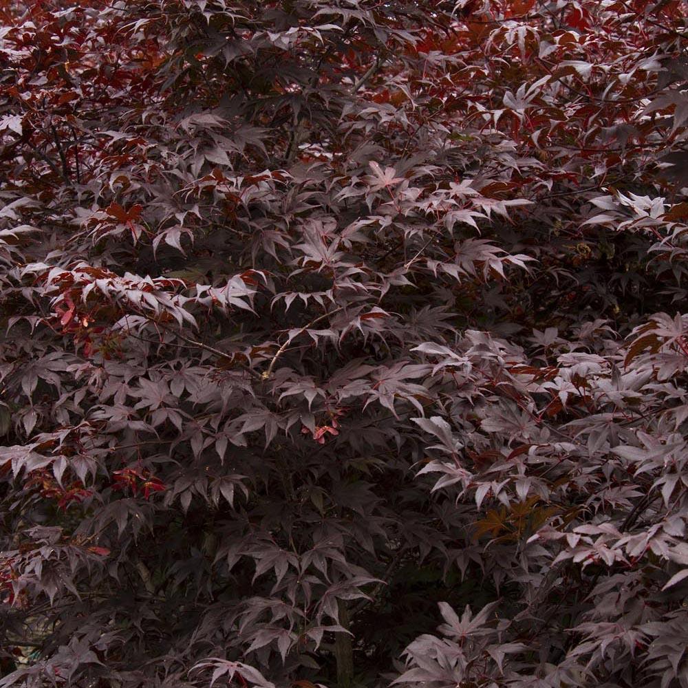 Artar Japonez Atropurpureum, cu frunzis rosu-purpuriu