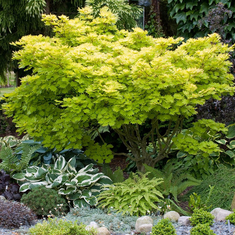 Artar Japonez Shirasawanum Aureum, cu frunzis auriu