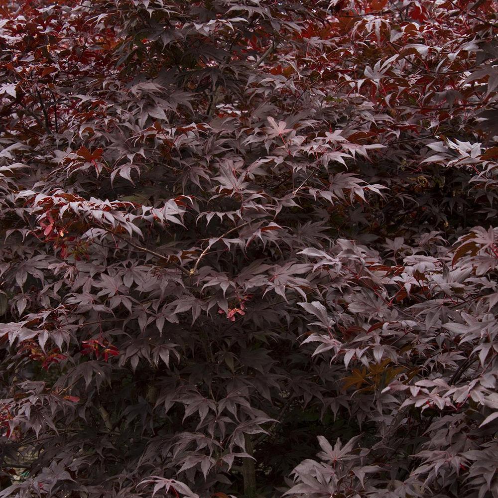 Artar Japonez Bloodgood, cu frunzis rosu-purpuriu