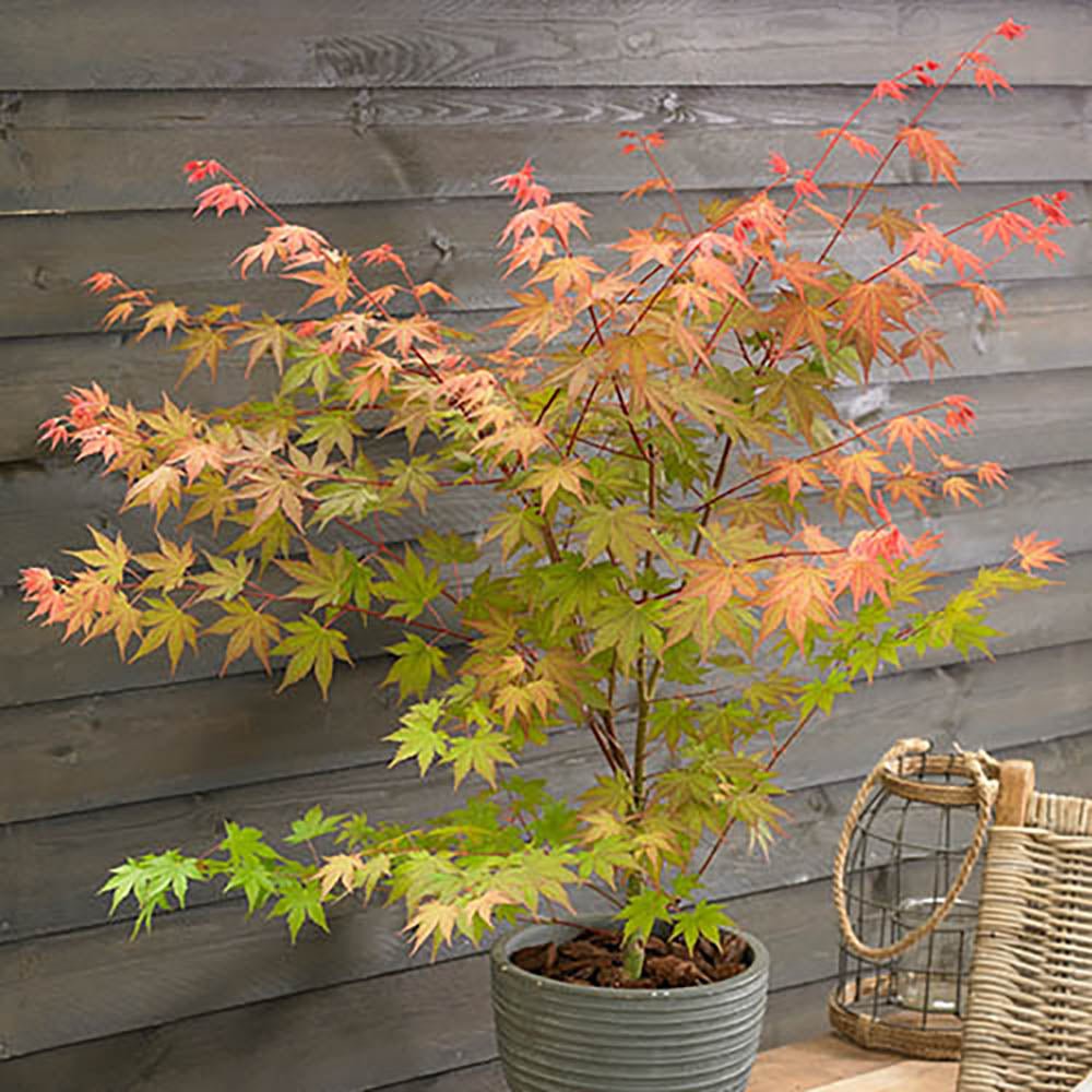 Artar Japonez Brown Sugar, cu Frunze Maronii-Rosiatice