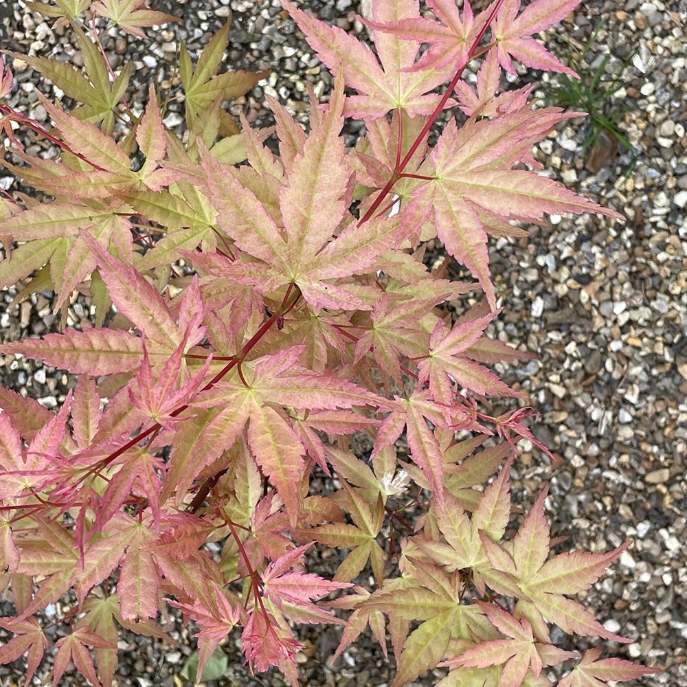 Artar Japonez Brown Sugar, cu Frunze Maronii-Rosiatice